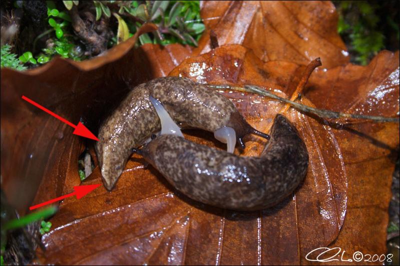 Name:  slugsex.jpg
Views: 155
Size:  76,6 KB