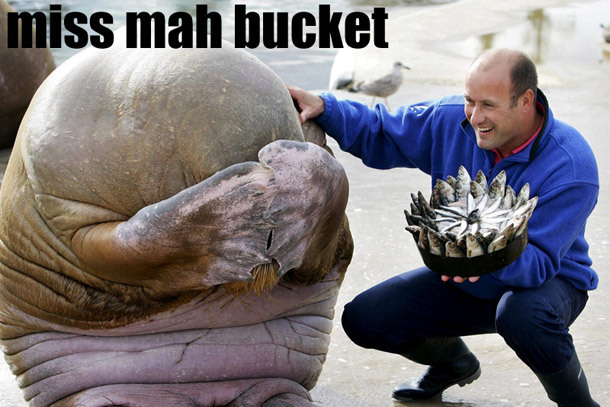 Name:  bucket2.jpg
Views: 941
Size:  91,9 KB