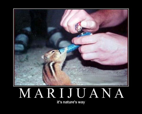 Name:  MOTmarijuana.jpg
Views: 886
Size:  40,3 KB