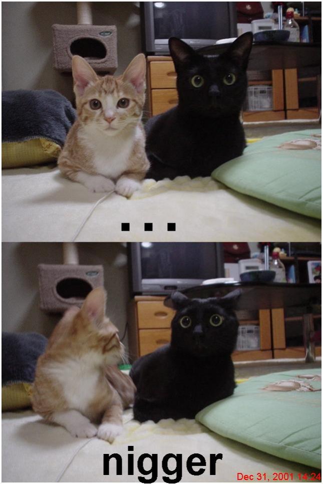 Name:  nigga cats.jpg
Views: 565
Size:  69,0 KB