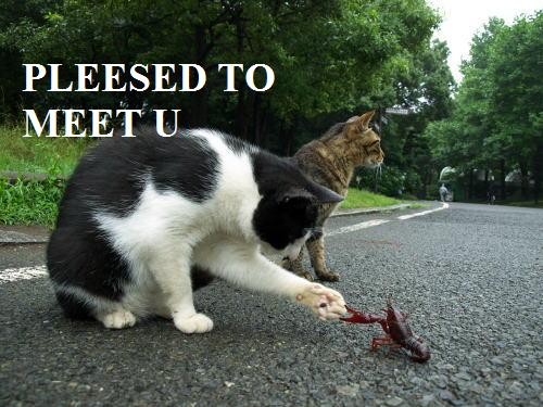Name:  cat.jpg
Views: 780
Size:  55,2 KB