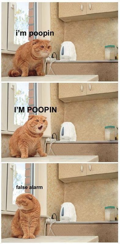 Name:  poppin cat.jpg
Views: 642
Size:  80,4 KB