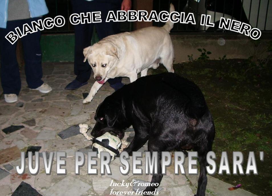 Name:  juve2.jpg
Views: 233
Size:  93,0 KB