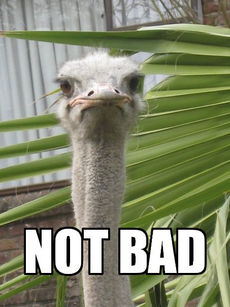 Name:  sad ostrich.jpg
Views: 50
Size:  56,4 KB
