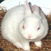 Navron's Avatar