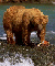 Orso del Kispios's Avatar