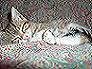 Gattina's Avatar