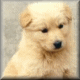 Wolfdog's Avatar